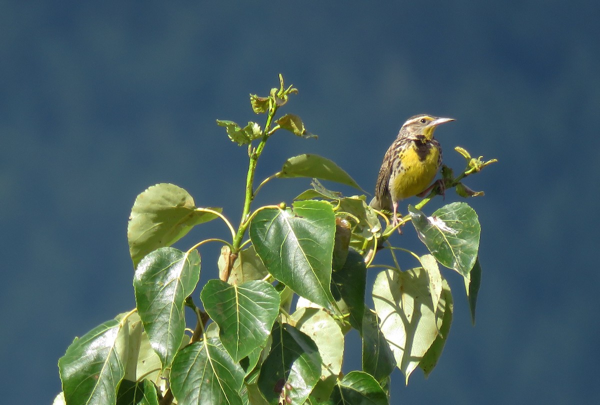 Western Meadowlark - ML620760922