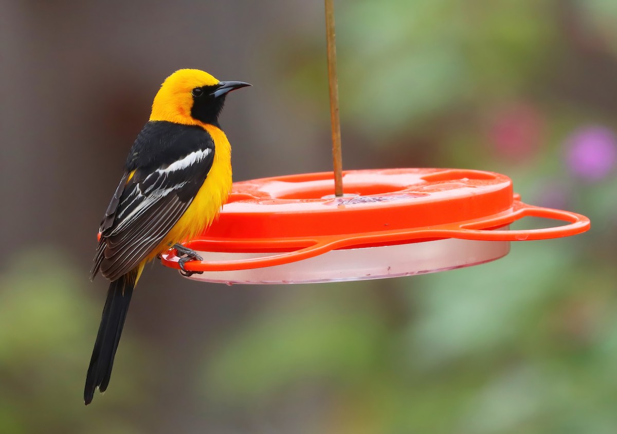 Oriole masqué - ML620760923