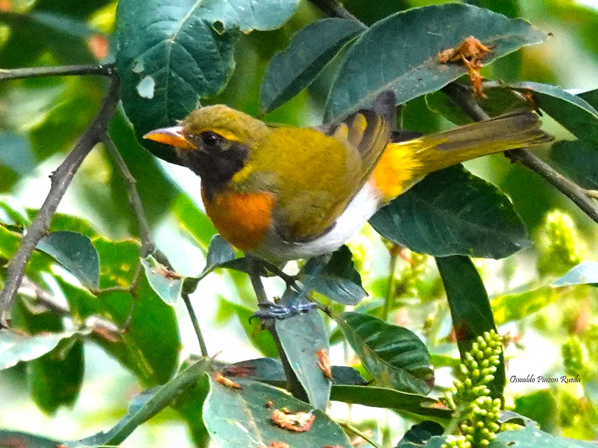 Guira Tanager - ML620760926