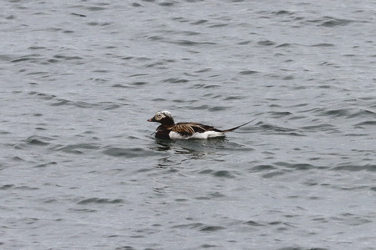 Long-tailed Duck - ML620760927