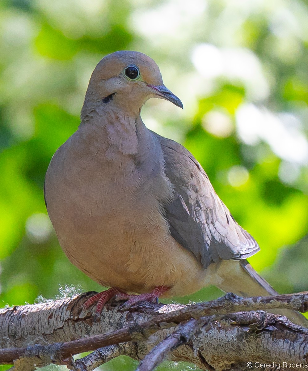 Mourning Dove - Ceredig  Roberts