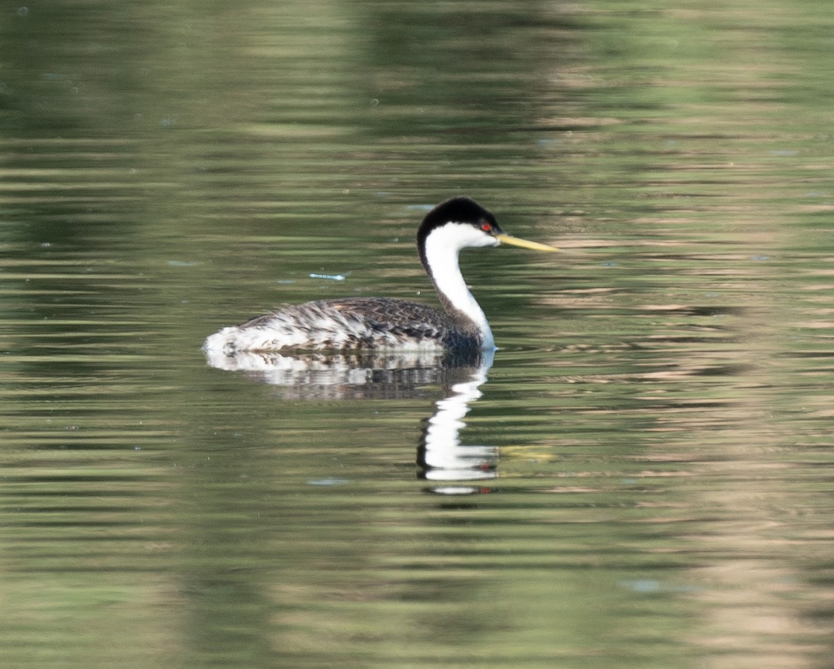 Western Grebe - ML620760930