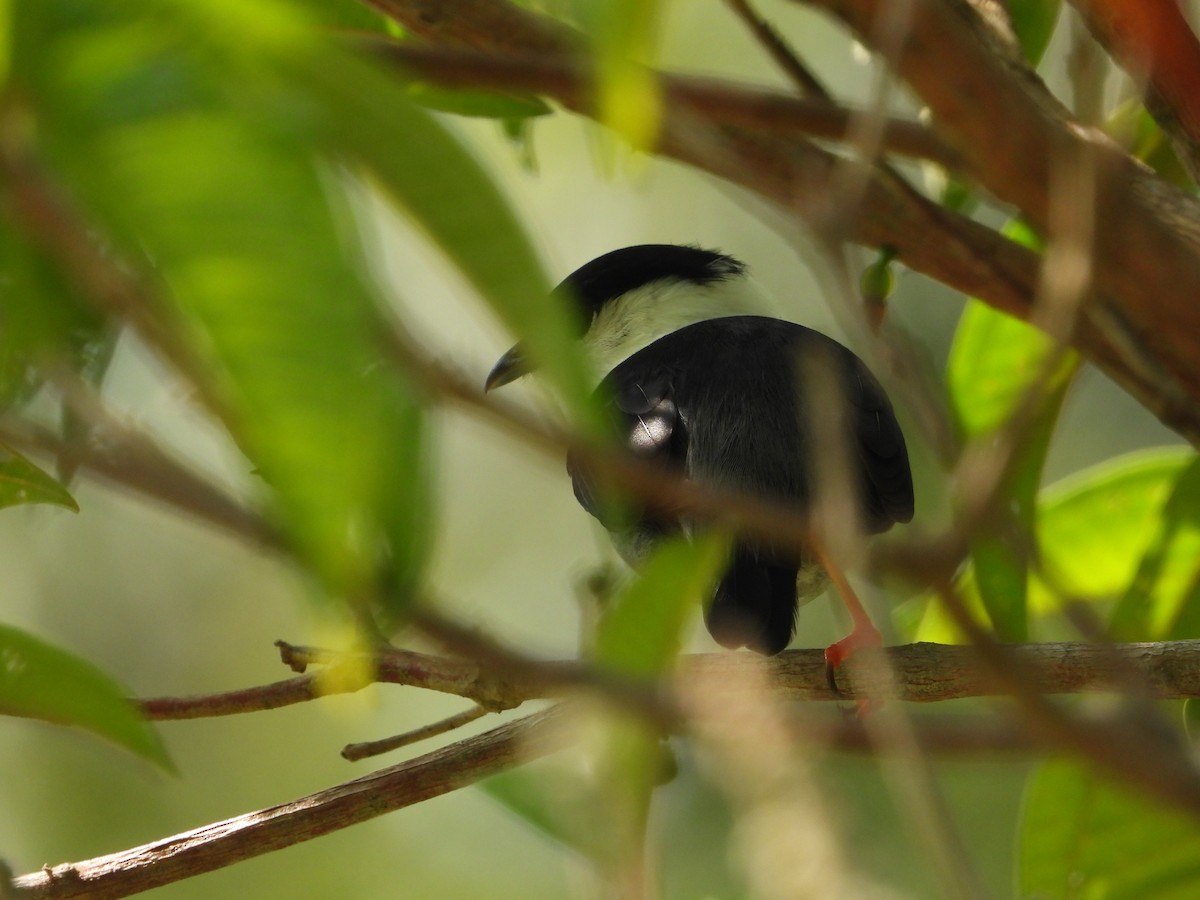 White-bearded Manakin - ML620760931