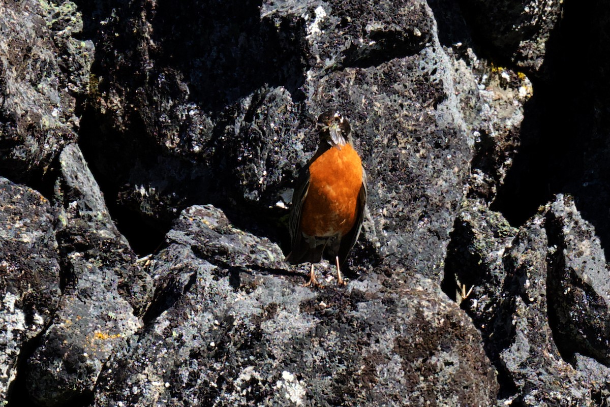 American Robin - ML620760933