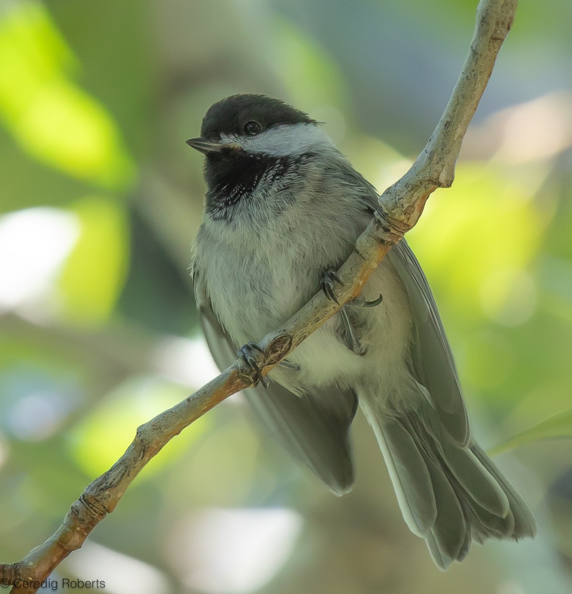 Black-capped Chickadee - ML620760937