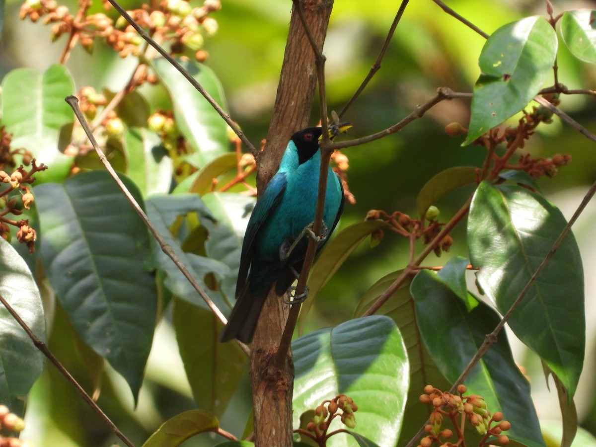 Green Honeycreeper - Alberto Peña