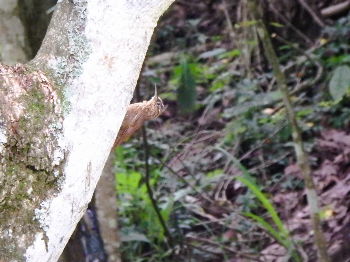 Cocoa Woodcreeper - Edouard Paiva