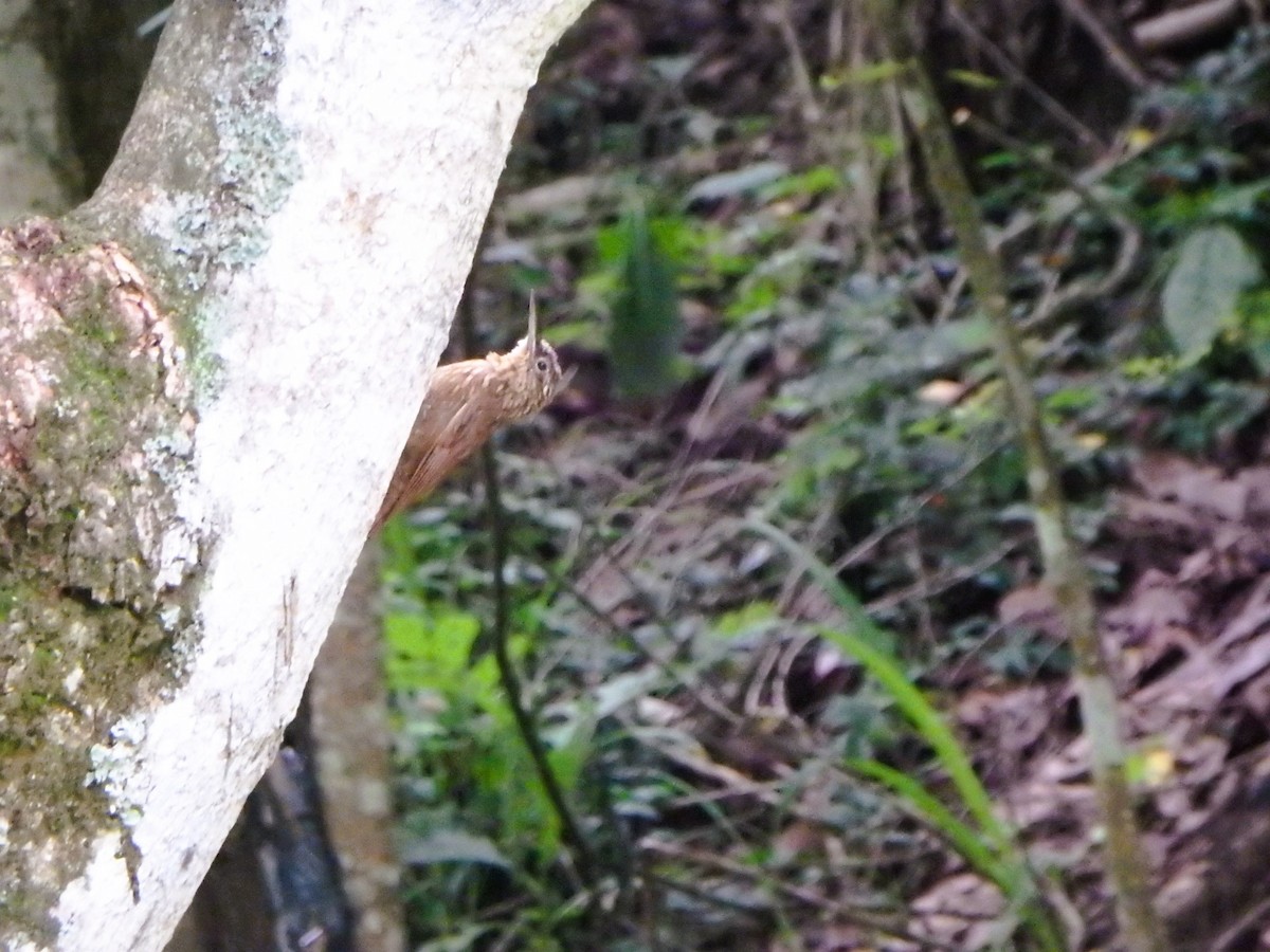 Cocoa Woodcreeper - ML620760944