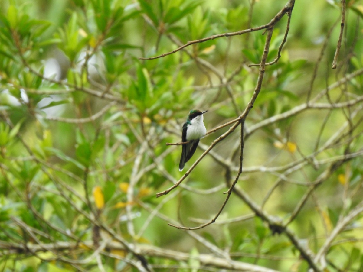 Colibrí Hada Occidental - ML620760945