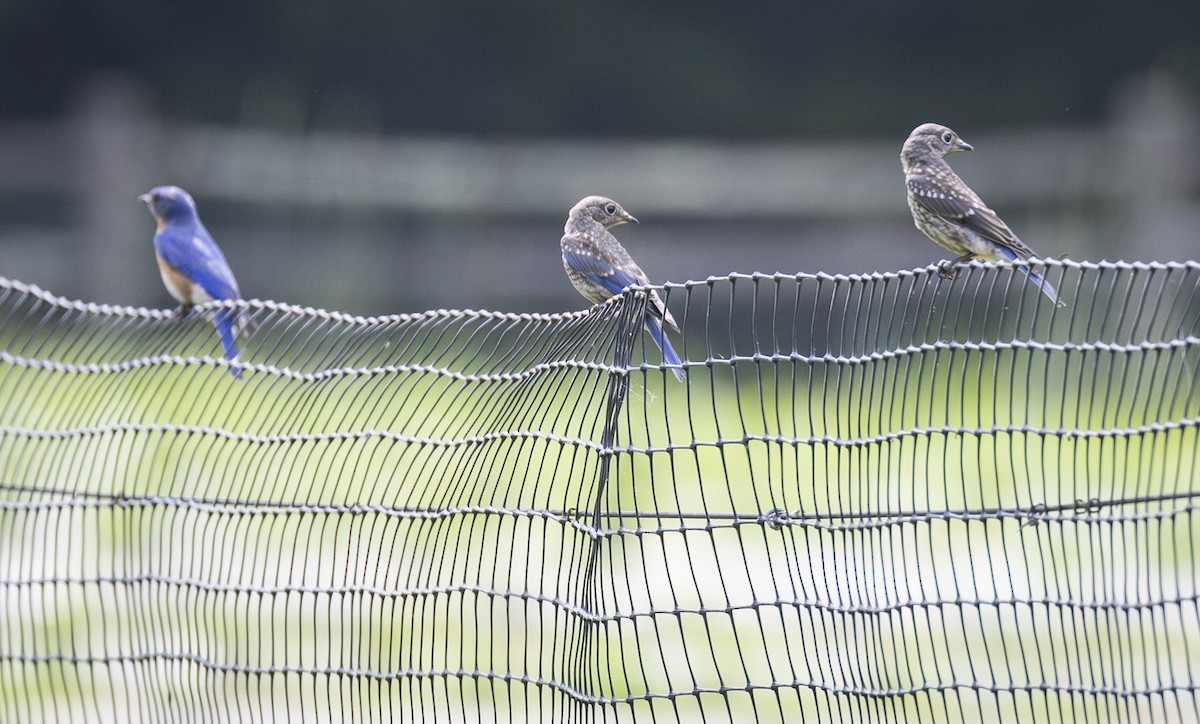 Eastern Bluebird - ML620760947