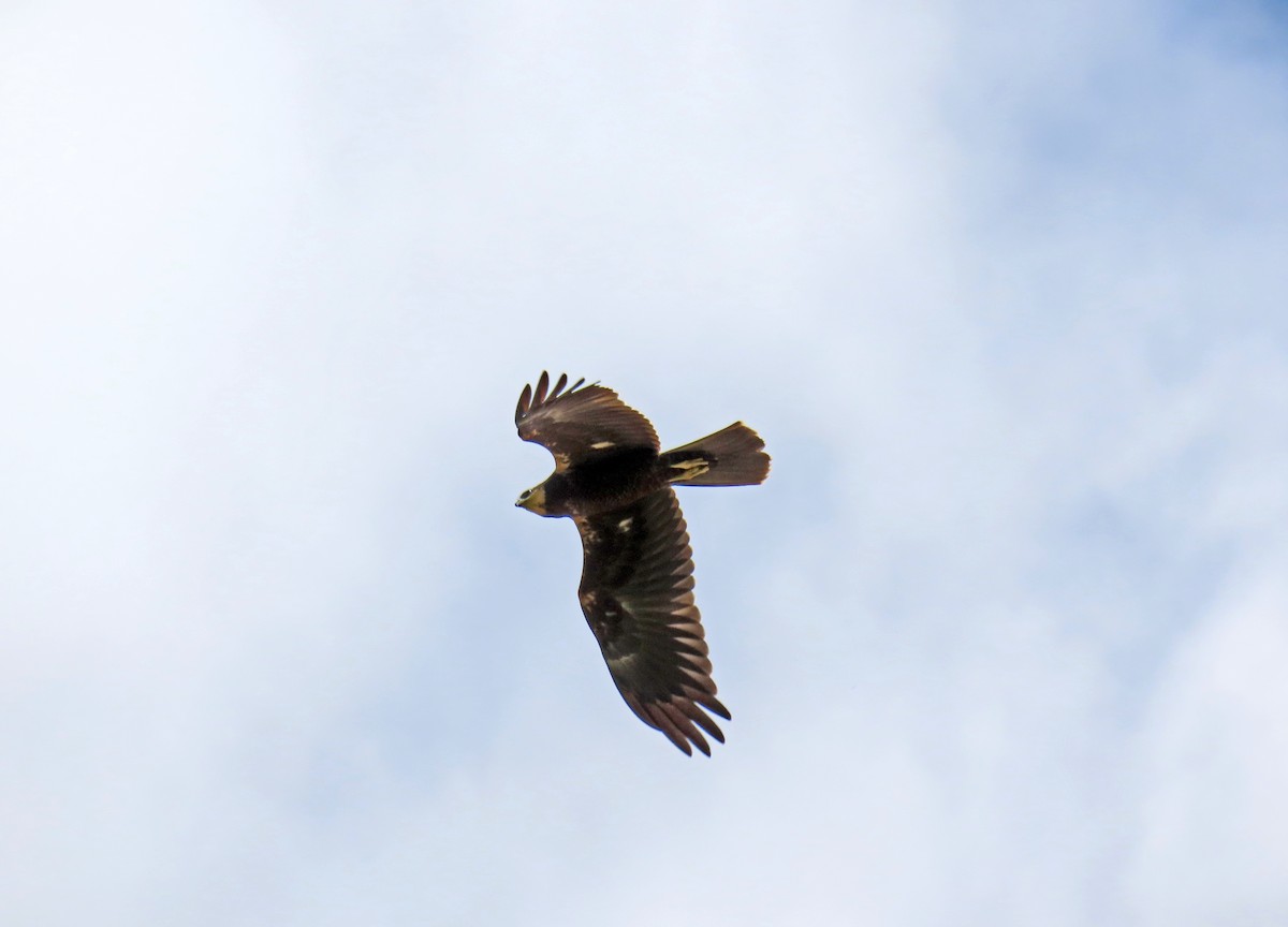 Western Marsh Harrier - ML620760948