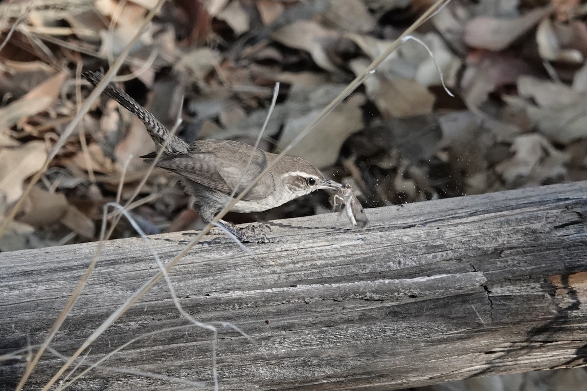 Bewick's Wren - ML620760949