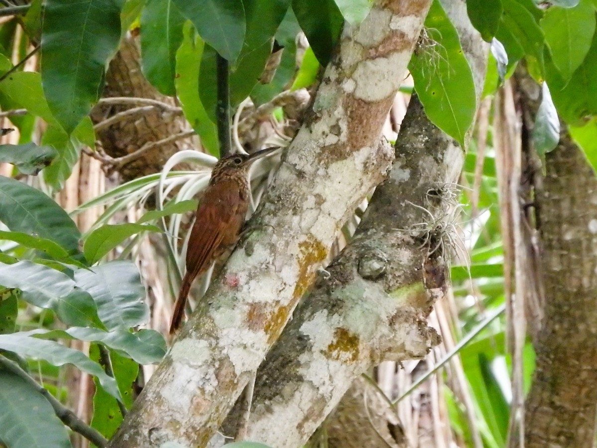 Cocoa Woodcreeper - ML620760953