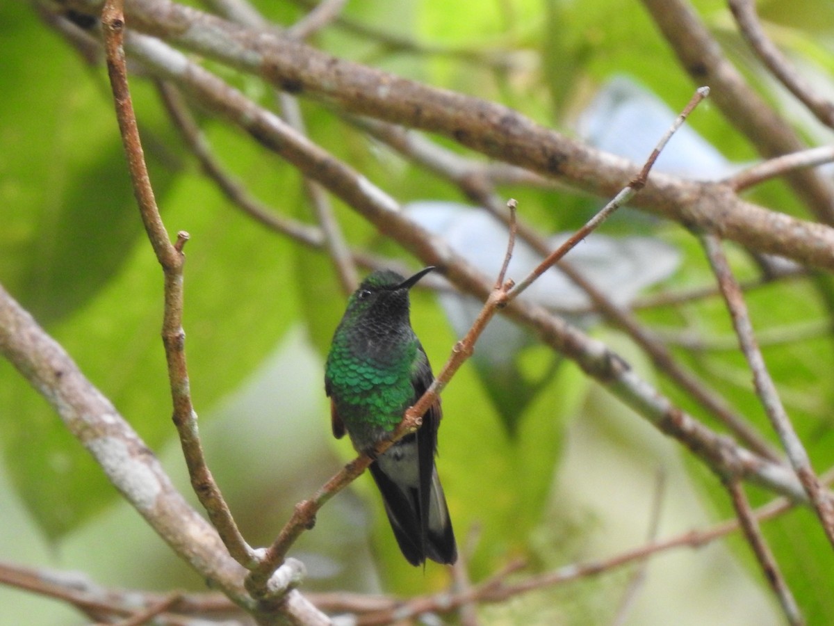 Colibri à épaulettes - ML620760954