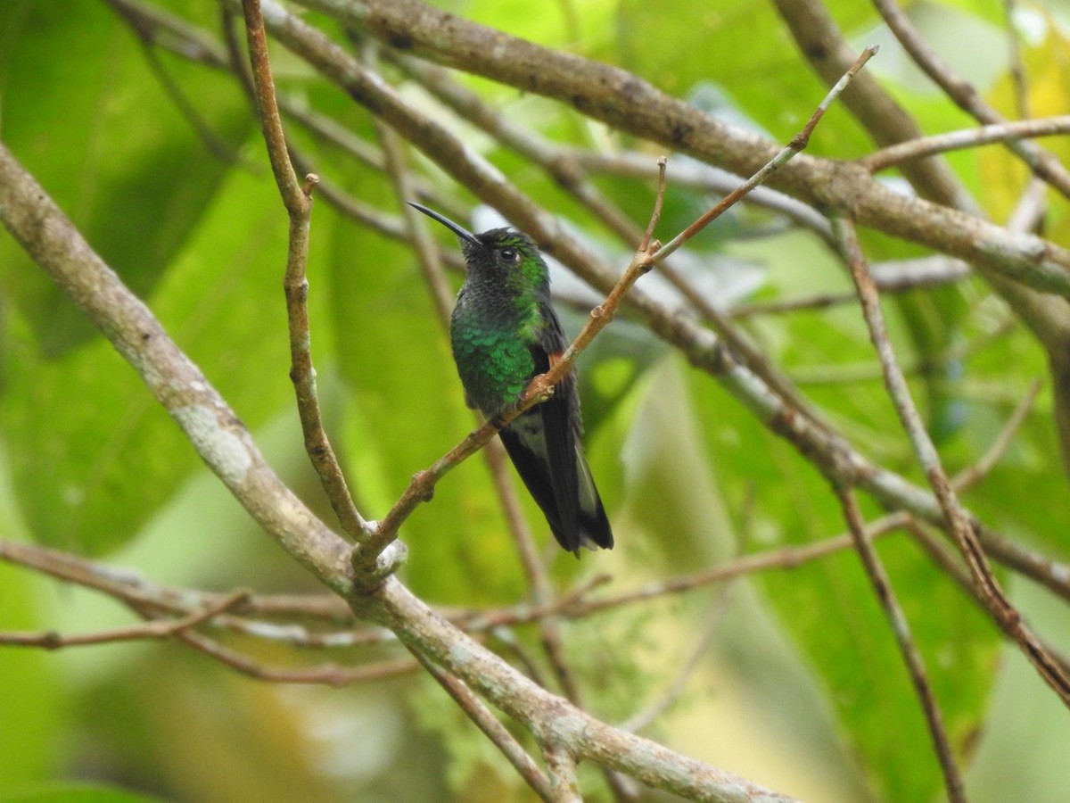 Stripe-tailed Hummingbird - ML620760955