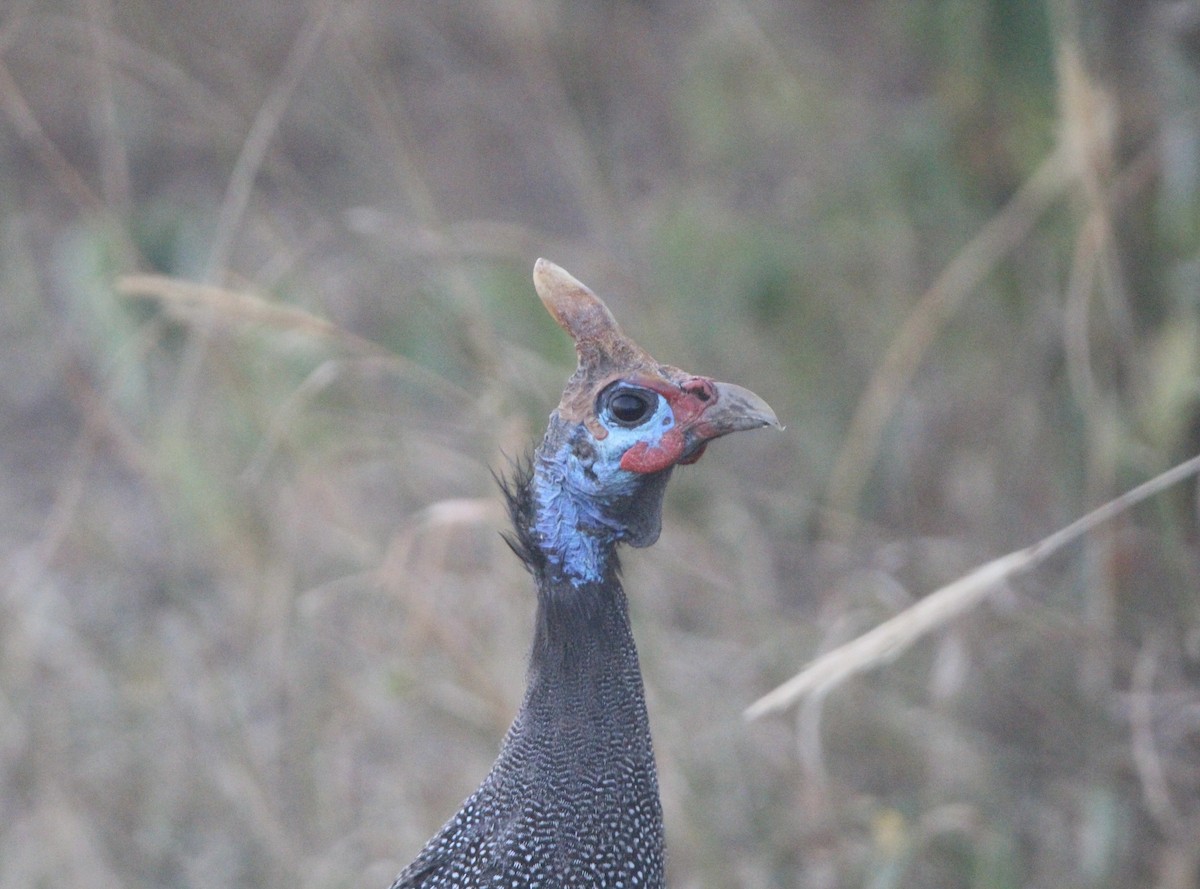 Helmeted Guineafowl - ML620760956