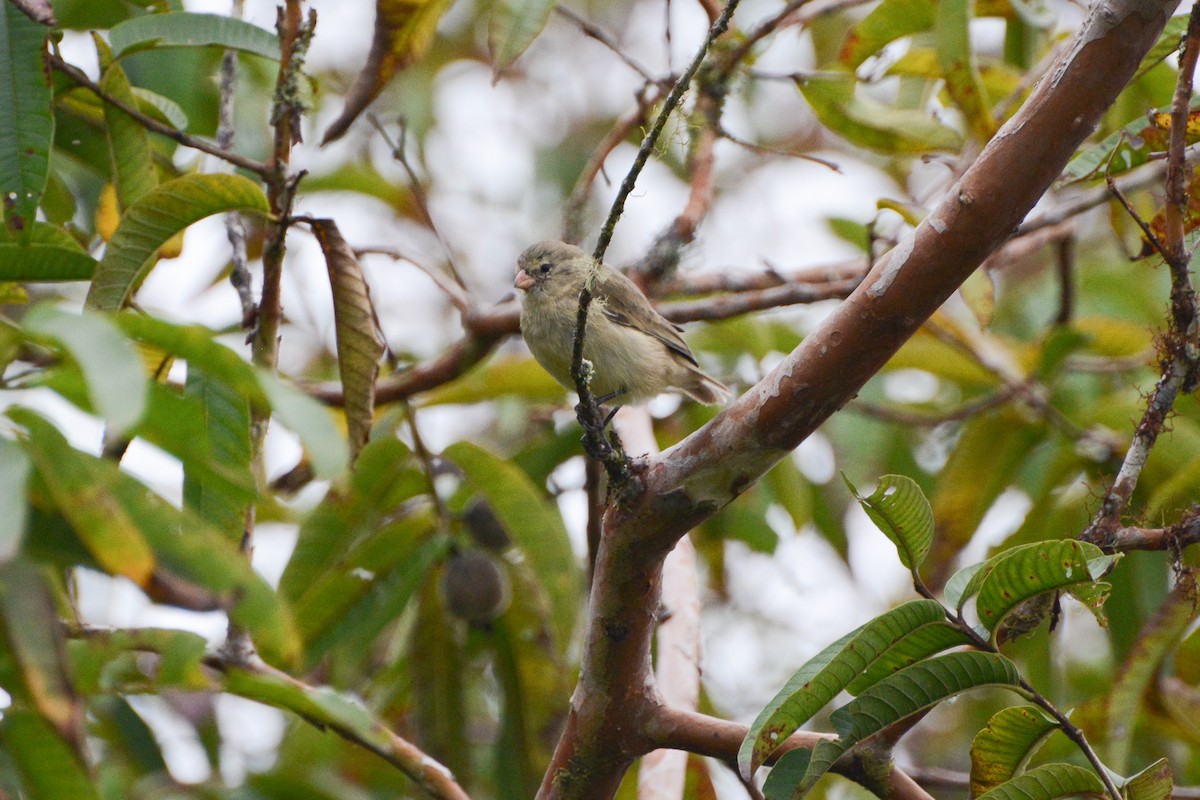 Small Tree-Finch - David Jeffrey Ringer