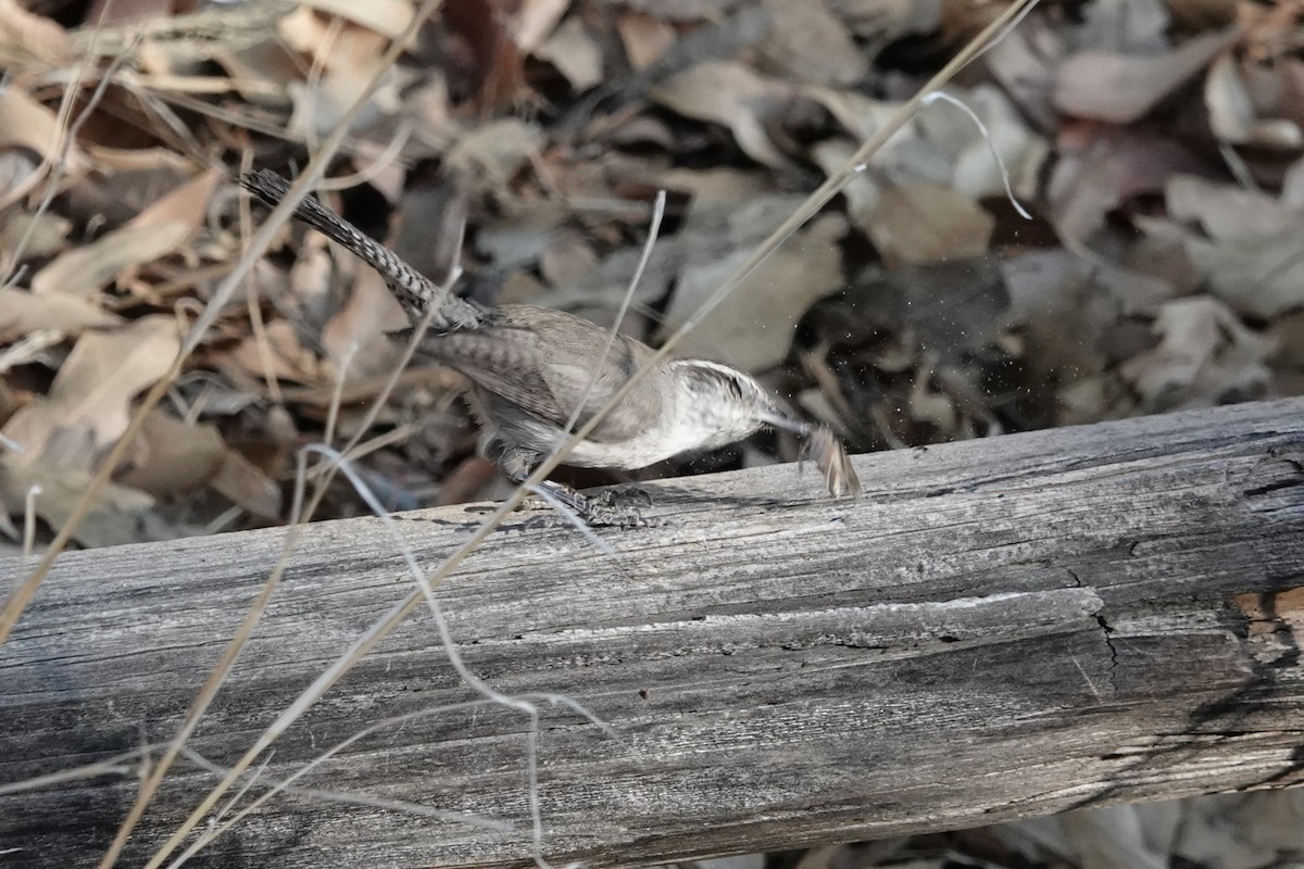 Bewick's Wren - George Wallace