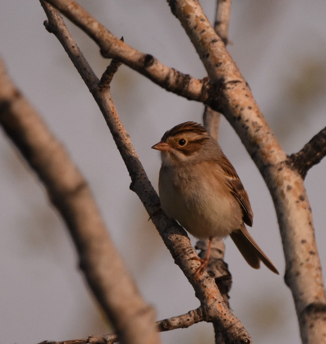 Clay-colored Sparrow - ML620760969
