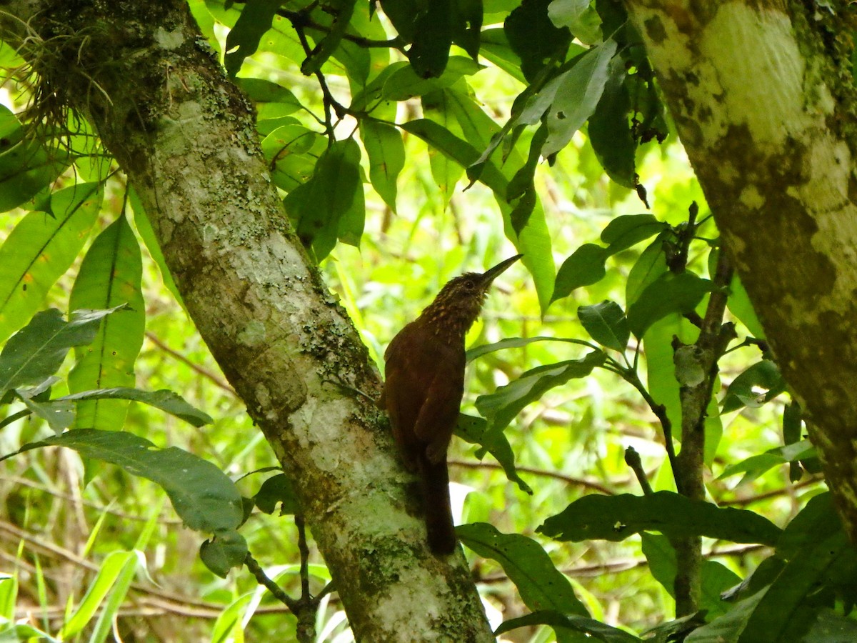 Cocoa Woodcreeper - ML620760974