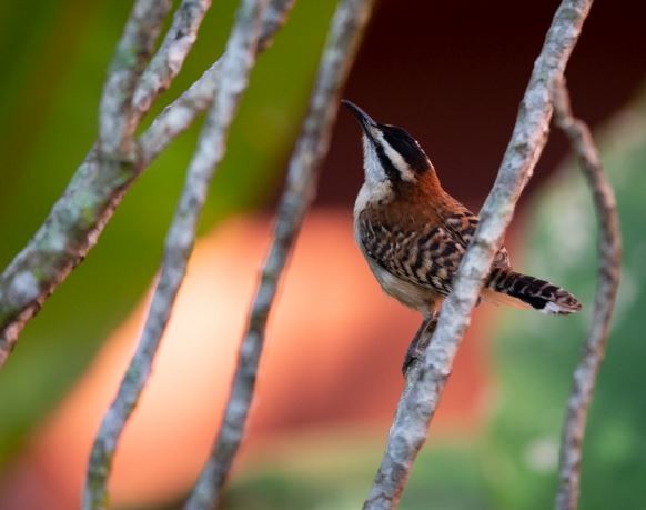 Rufous-naped Wren - ML620760975