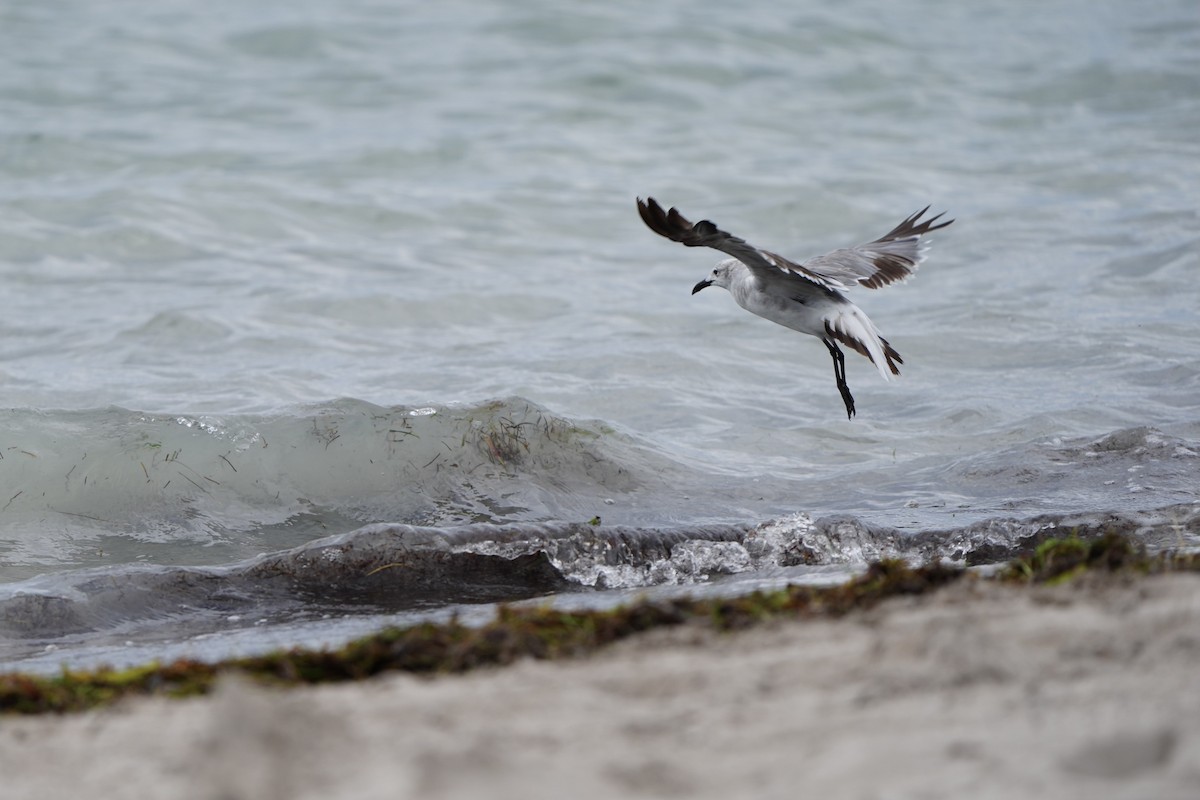 Mouette atricille - ML620760977