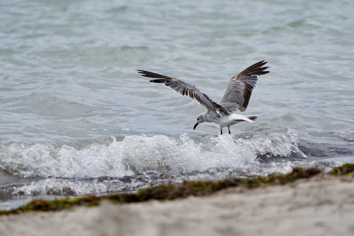 Mouette atricille - ML620760978