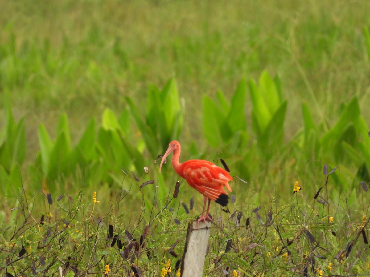 Scarlet Ibis - ML620760979