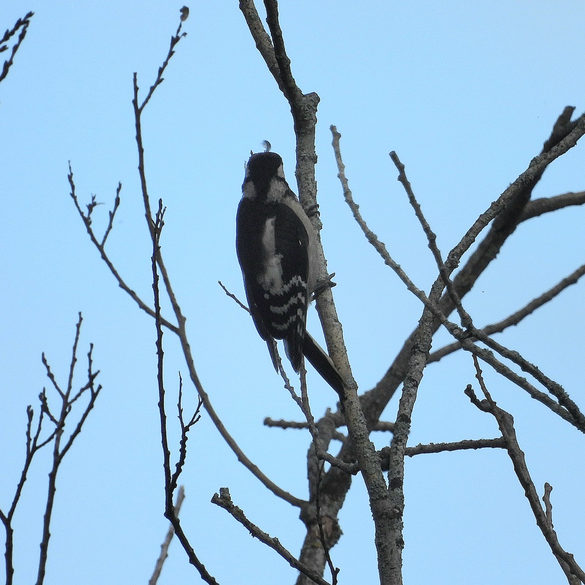 Middle Spotted Woodpecker - ML620760981