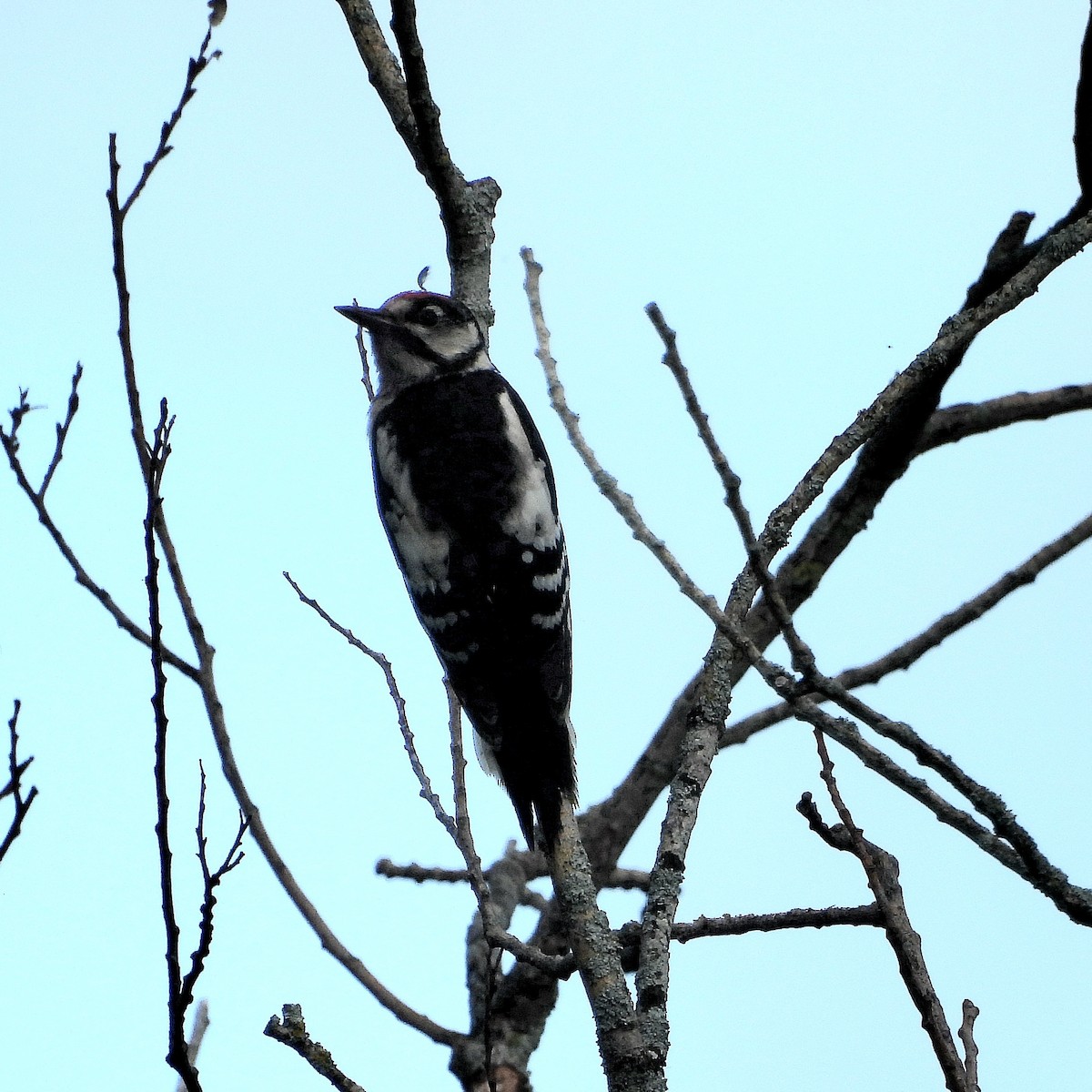 Middle Spotted Woodpecker - ML620760982