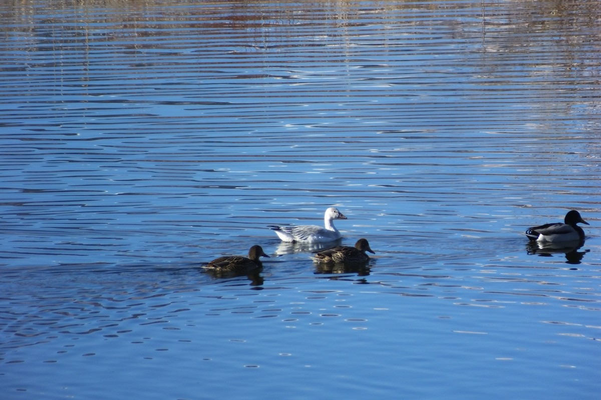 Snow Goose - ML620760988