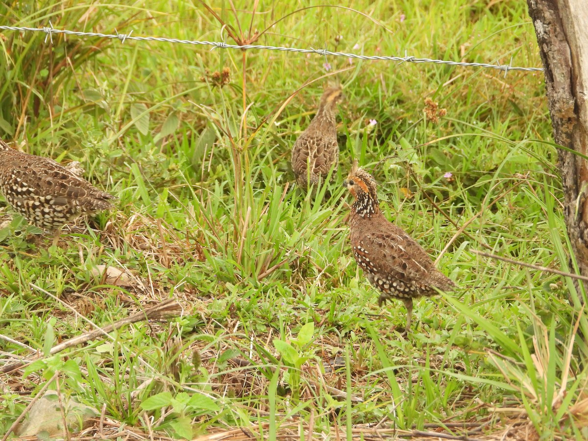 Crested Bobwhite - ML620760995