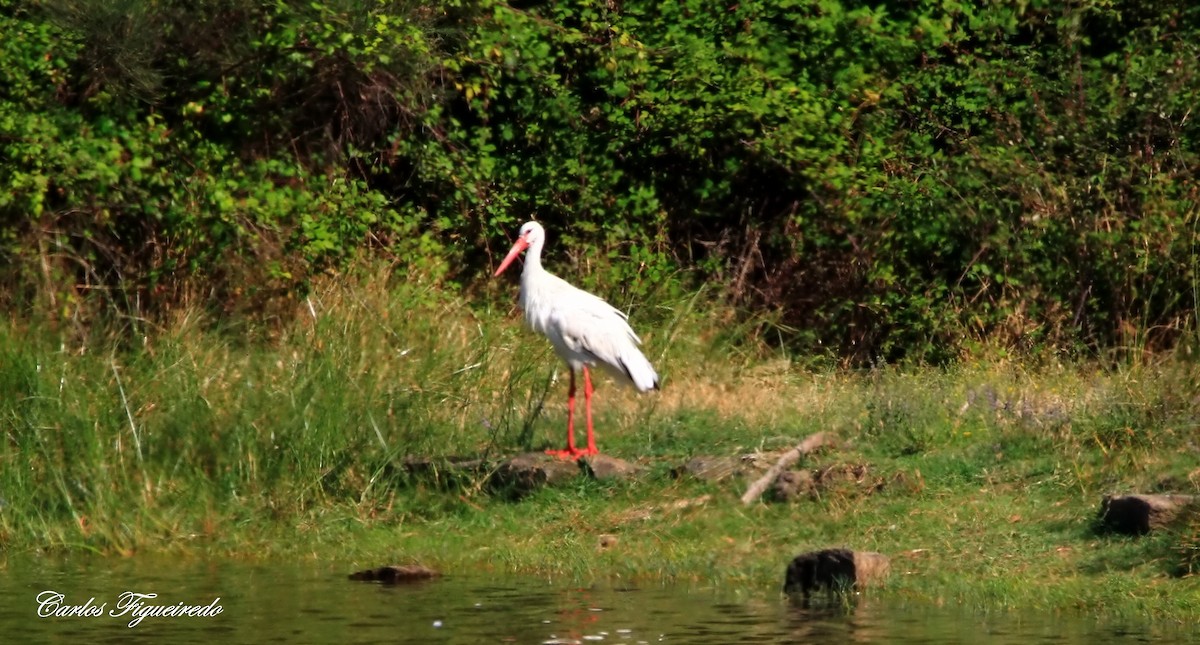 Cigogne blanche - ML620760999