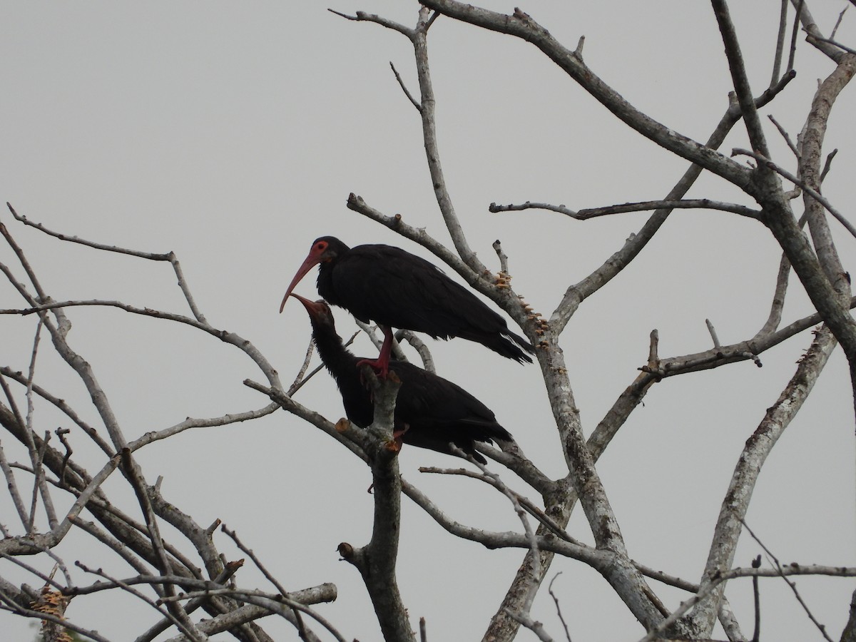 Sharp-tailed Ibis - ML620761000