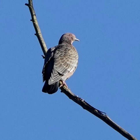 Picazuro Pigeon - ML620761001