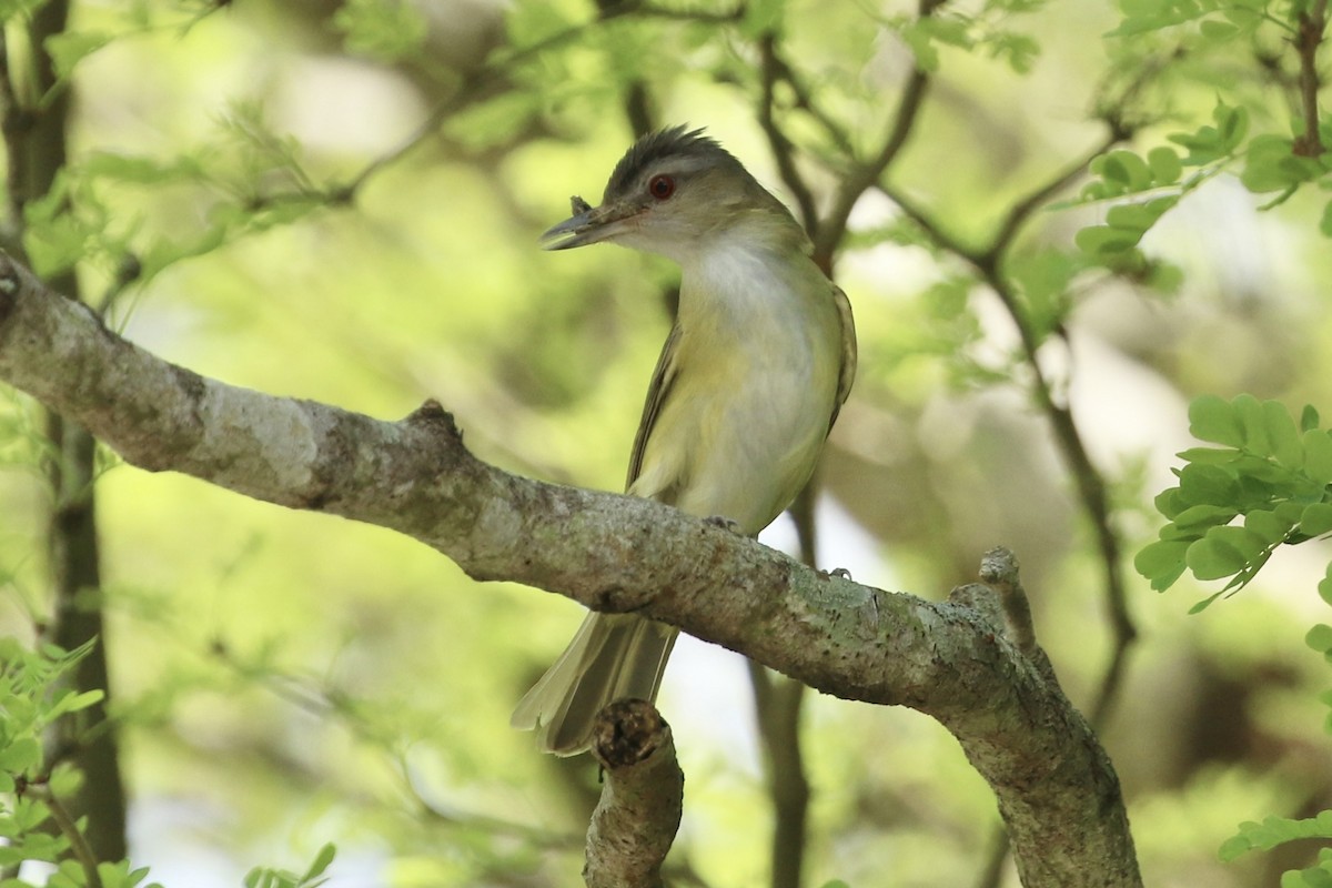 Yellow-green Vireo - ML620761003