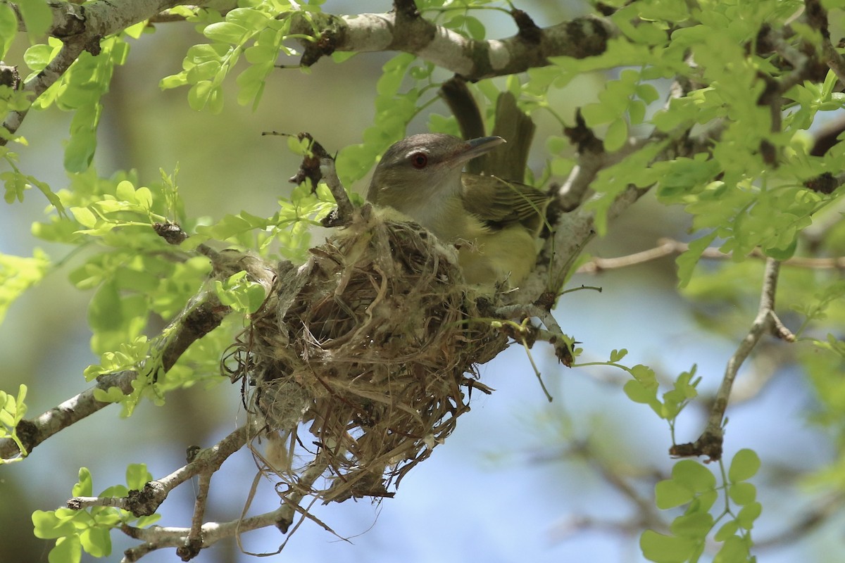 Yellow-green Vireo - ML620761006