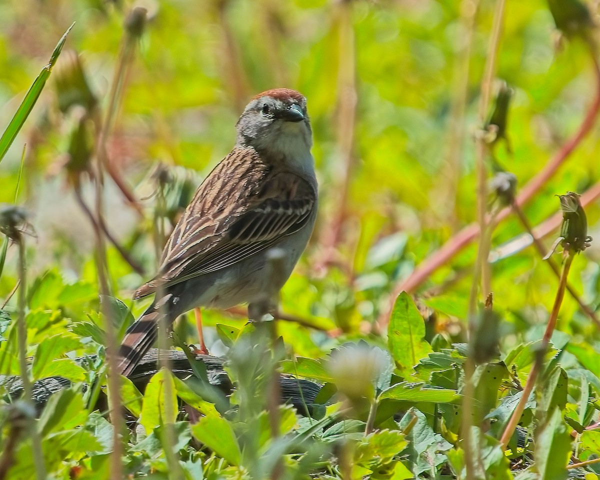 Chipping Sparrow - ML620761007