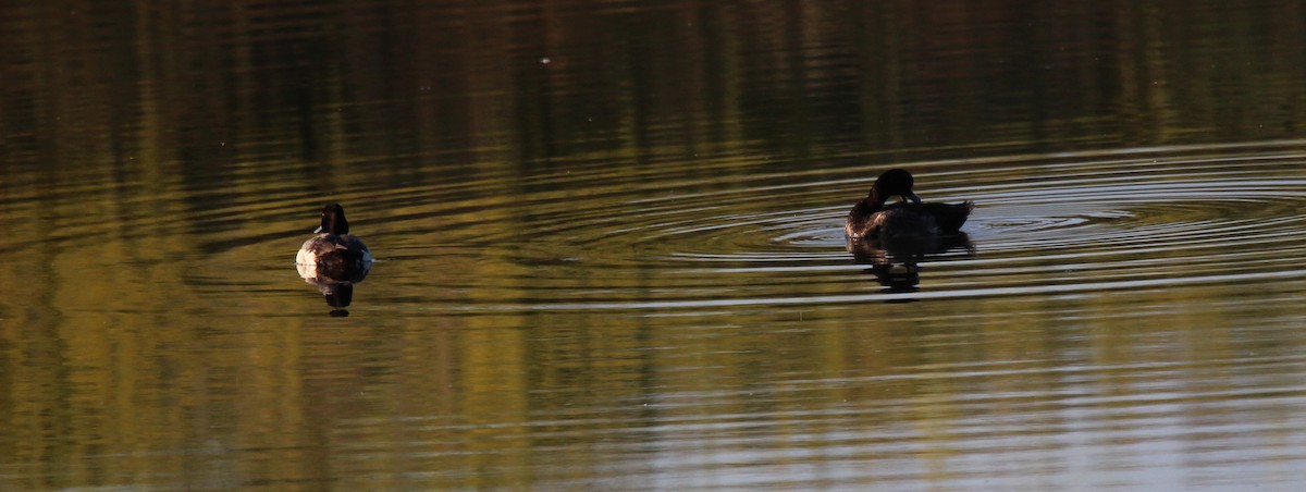 Lesser Scaup - ML620761012