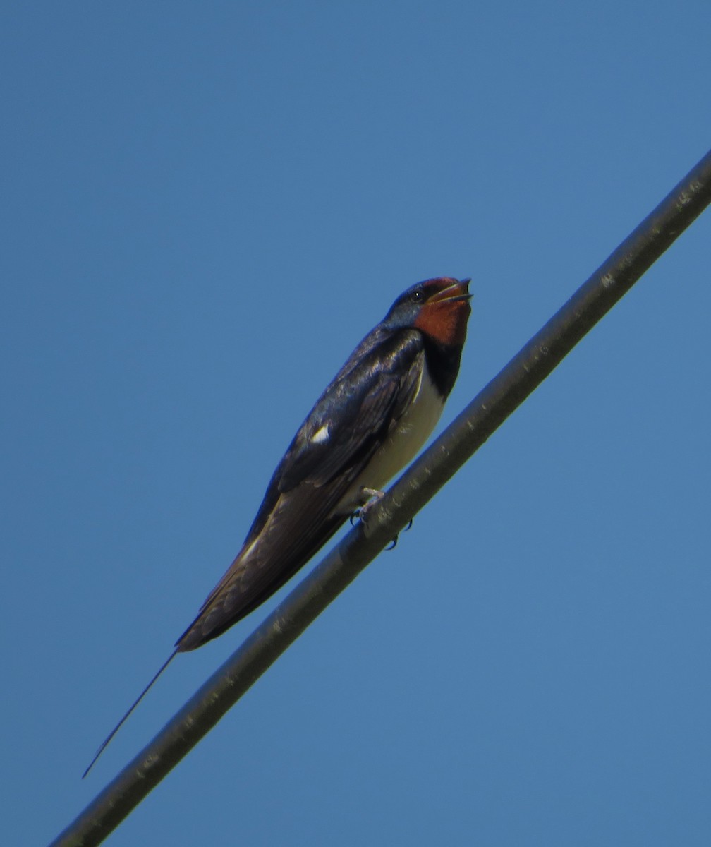 Barn Swallow - Margarida Azeredo