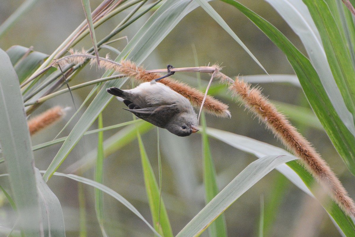 Small Tree-Finch - ML620761019