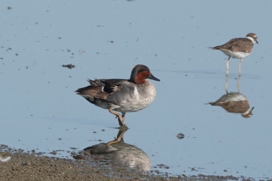 Green-winged Teal (American) - ML620761026