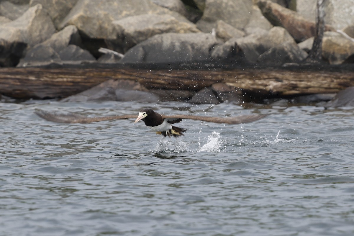 Brown Booby - ML620761029