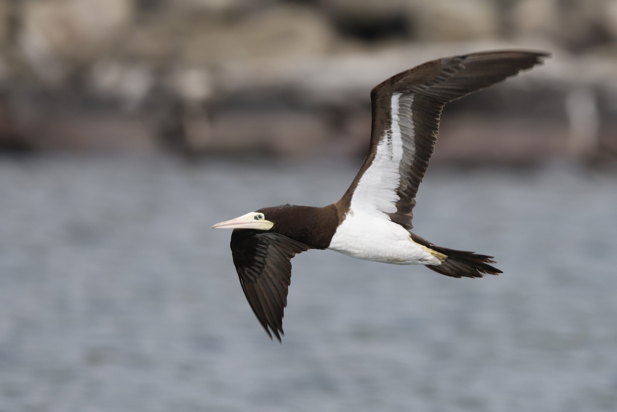 Brown Booby - ML620761032