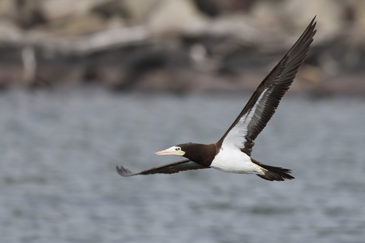Brown Booby - ML620761033