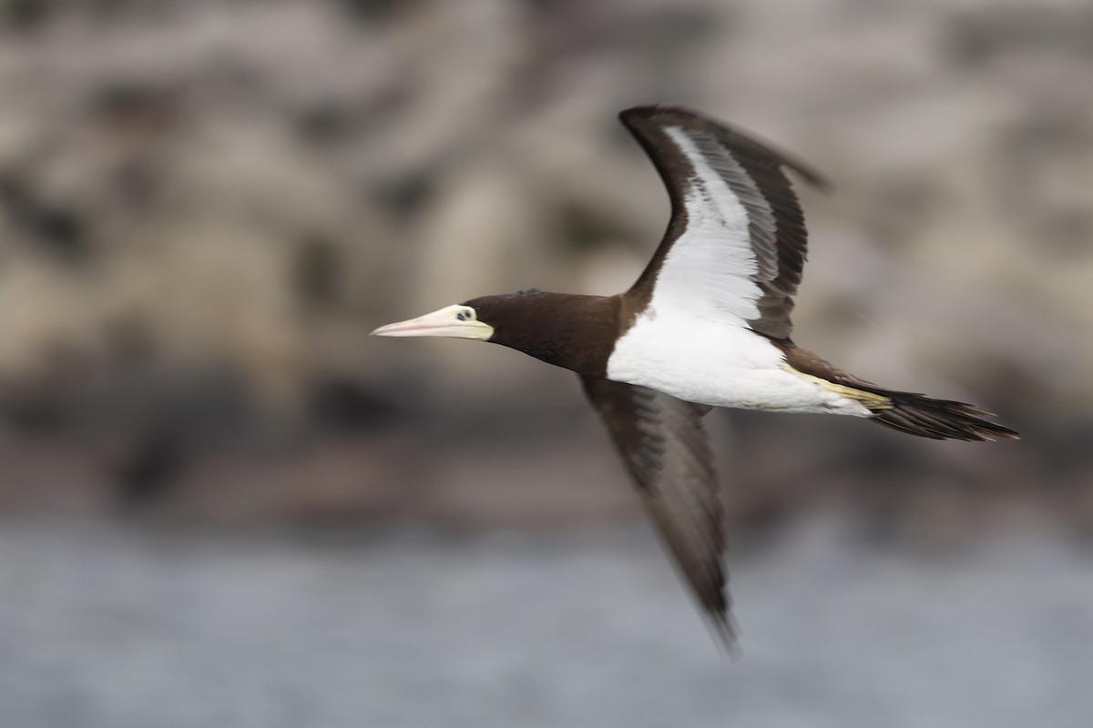 Brown Booby - ML620761034