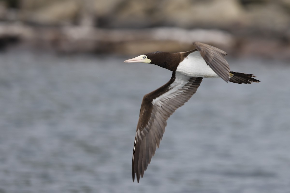 Brown Booby - Michael Gage