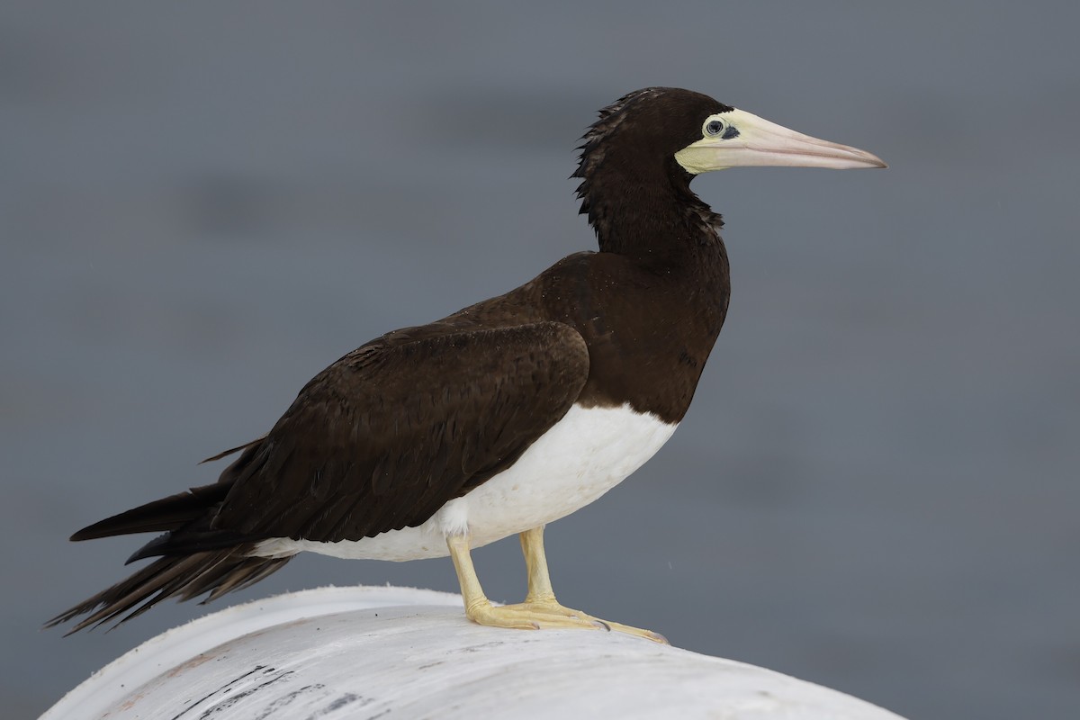 Brown Booby - ML620761036
