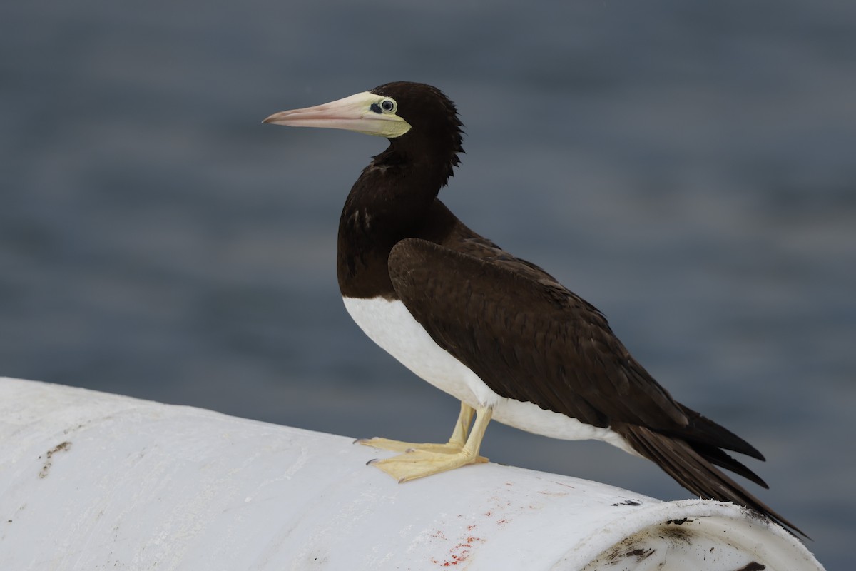 Brown Booby - ML620761037