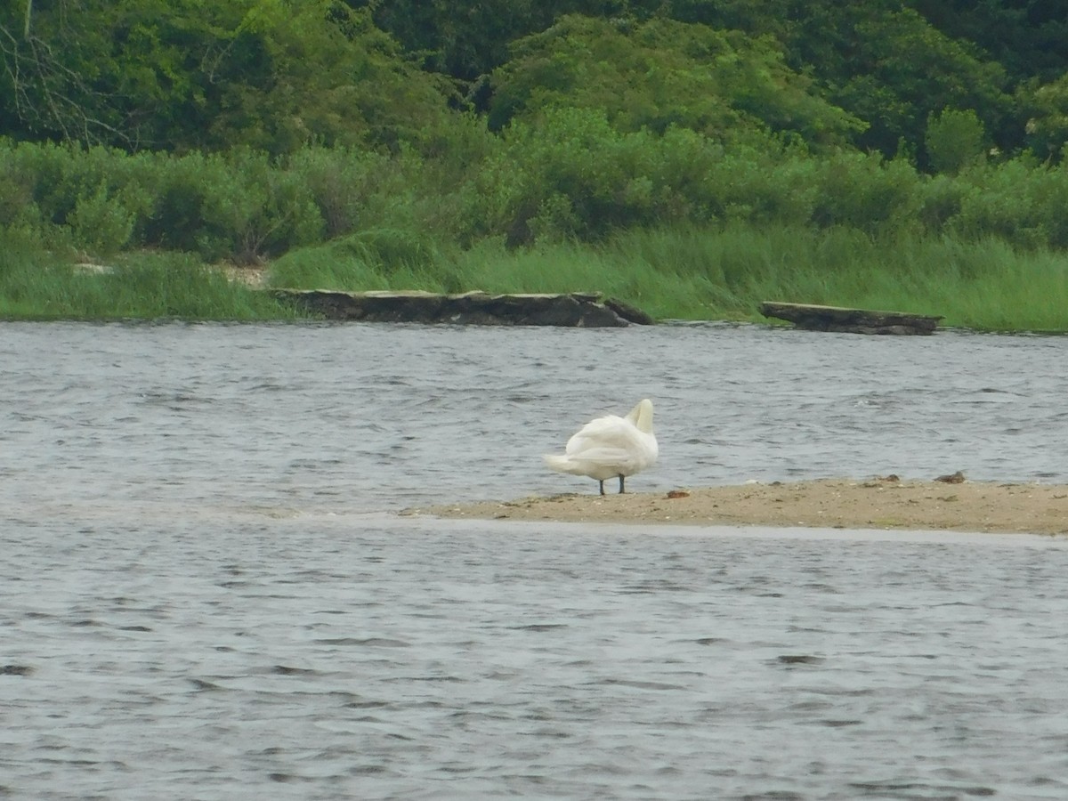 Mute Swan - ML620761044